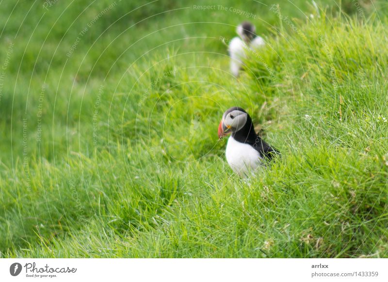 Atlantic puffins, Fratercula arctica Group Nature Landscape Animal Grass Bird 2 Funny Natural Cute Wild Blue Black White Emotions intense Dramatic mood positive