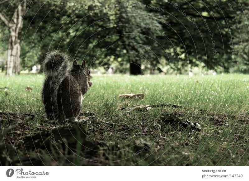 mine, mine, mine. Squirrel Park Animal To hold on Possessions Watchfulness Upper body Gray Feeding Tight-fisted Avaricious Speed Green Background picture Desire