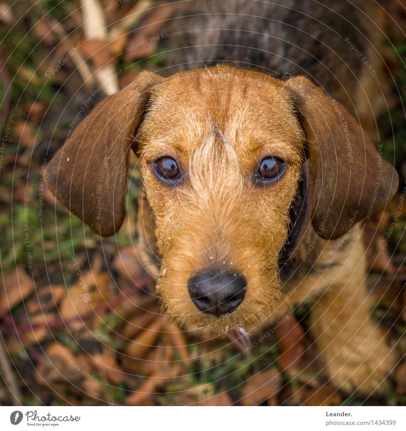 Wackel Dachshund Animal Pet Dog Watching TV Looking Brown Yellow Emotions Moody Love of animals Fear Reliability rough-haired dachshund Sweet Puppy Colour photo