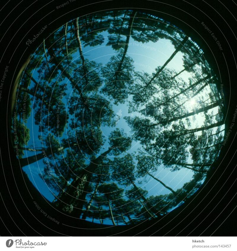 The Word for World is Forest Tree Green Growth Stretching Sky Blue Fisheye Round Sun Summer Tall Above Upward Analog Slide Positive no Lomo