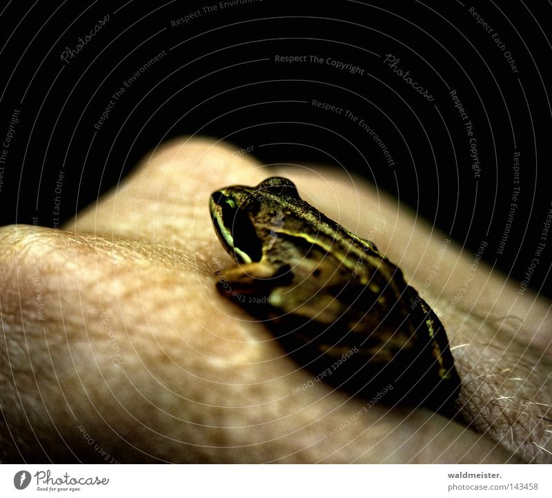 Golden Hand WRN|08 Frogs Amphibian Prince Princess Jinxed Fairy tale Blur Skin User meeting Waren (Müritz)