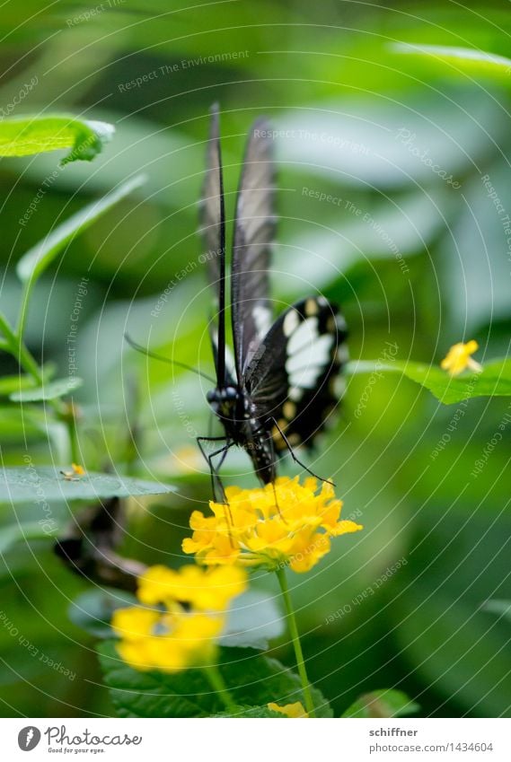 Thin Zebra Plant Flower Blossom Animal Butterfly Zoo 1 Yellow Green Exotic Insect Frontal Flying Foraging Exterior shot