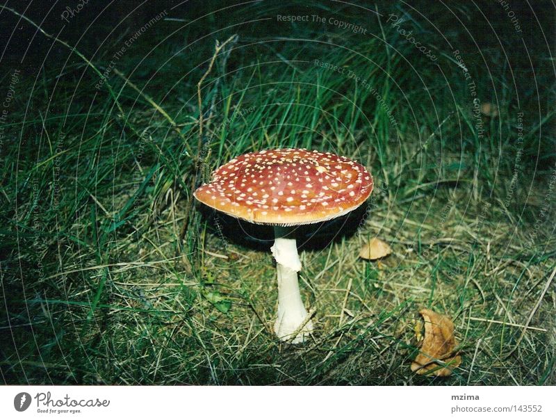A little man stands in the forest... Mushroom Amanita mushroom Meadow Shadow Light Red Esthetic White