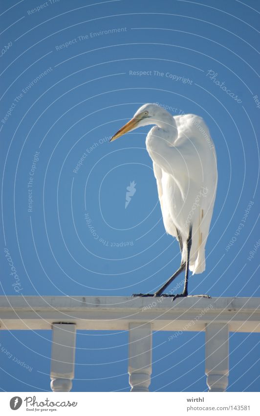 stopover Bird White Curiosity Appetite Interest Heron Sky Blue Beautiful weather Pure Silver Light blue Contrast Summer Hot Vacation & Travel Handrail Freedom