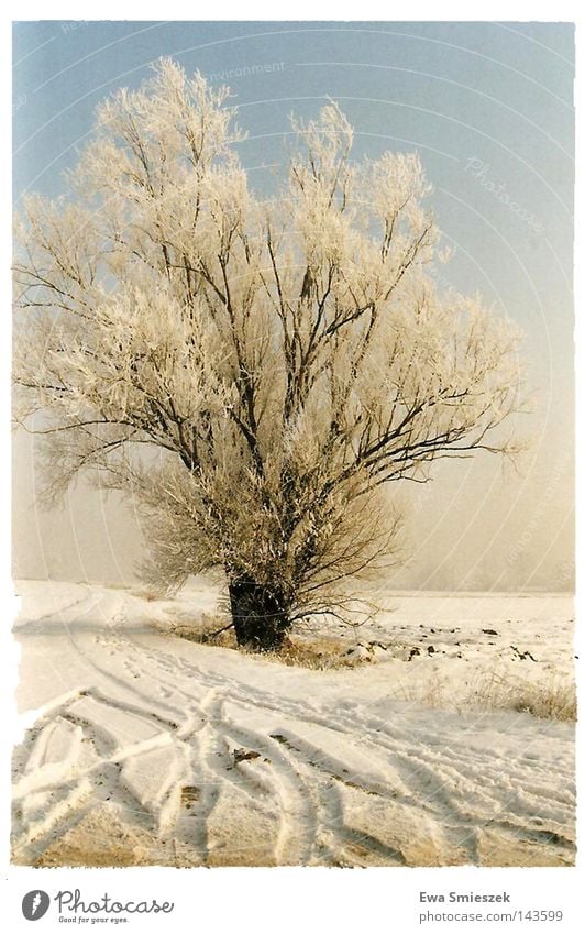 winter Tree Frozen Dark Loneliness Winter Cold White Seasons Snow Freeze Colour Good Ice Smoothness Glacier Tracks Leave Hard Leaf To fall Twigs and branches