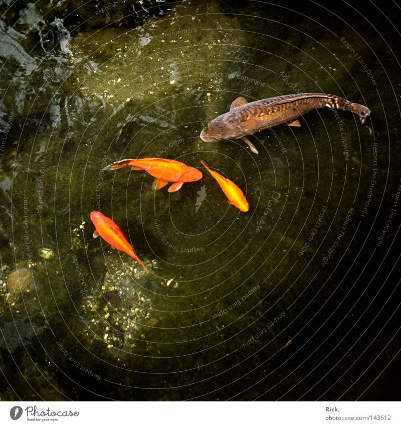 I'm the boss! Goldfish Piranha Appetite Green Reflection Koi Clouds Tree Gill Mirror White Square Feed Curiosity Breakage To break (something) Delicate Pond