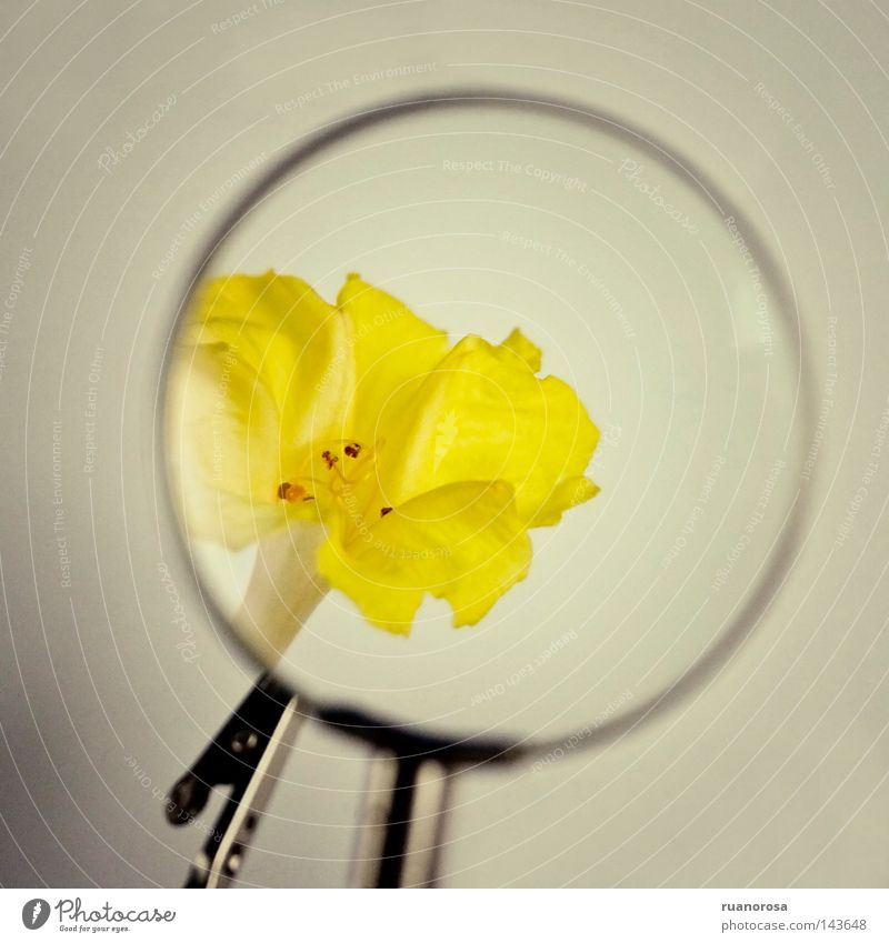 Plus Flower Yellow Magnifying glass Maturing time Fragile Lens Growth Blossom Glass Crystal Plant Enlarged