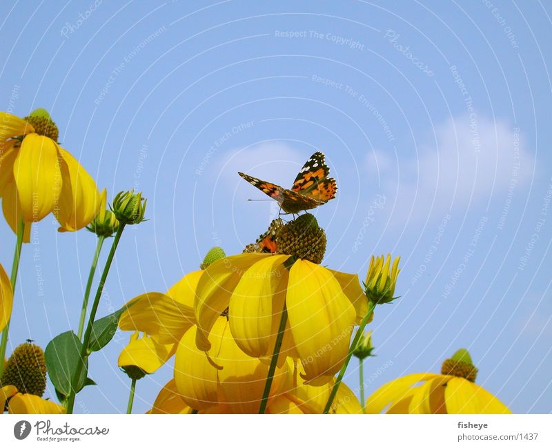 Nature in the design of the 70s :) Flower Butterfly Yellow autumn sun Sky Blue
