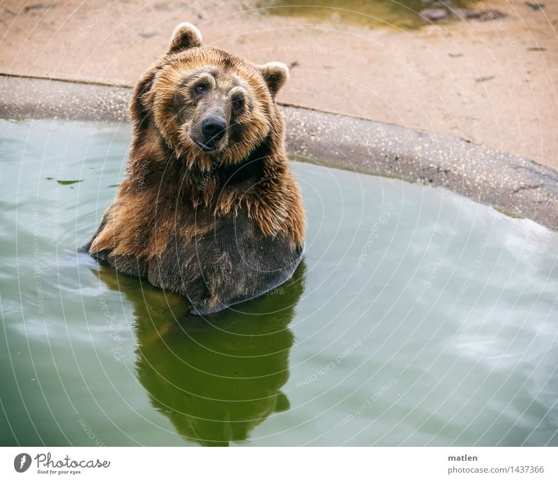 Frolln Helen Animal Pelt 1 Swimming & Bathing Sit Brown Green Contentment Bear Colour photo Subdued colour Exterior shot Deserted Copy Space right
