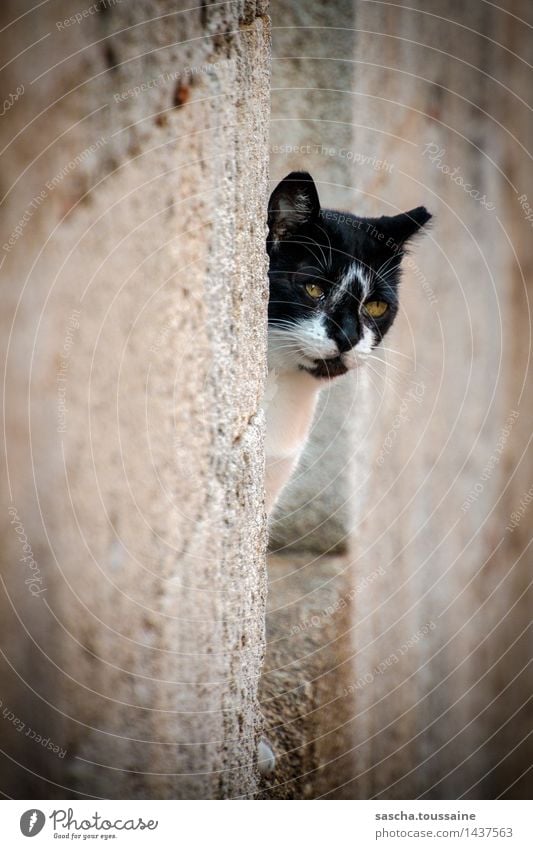 eye contact Elegant Athens Greece Old town Wall (barrier) Wall (building) Facade Pet Wild animal Cat Animal face Pelt Paw 1 Stone Observe Crouch Listening