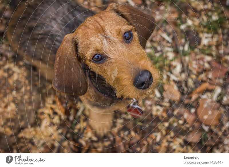 dachshund Animal Pet Dog 1 Animal tracks Adventure Happy Identity Uniqueness Dachshund rough-haired dachshund Looking Cute Small Puppy Colour photo