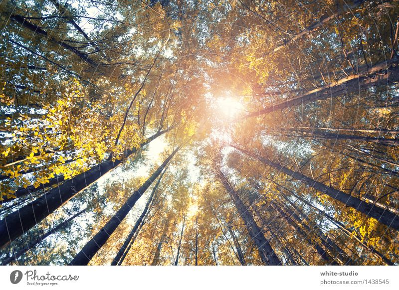 Far up! Contentment Relaxation Calm Meditation Exceptional Forest Worm's-eye view Forest death Autumn Autumnal Autumnal colours Automn wood Nature Colour photo