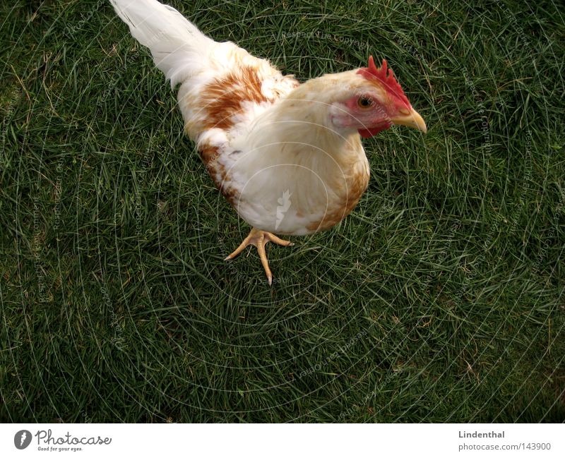 Chicken Hen Grass Green Barn fowl Animal Claw Hello Bird Egg