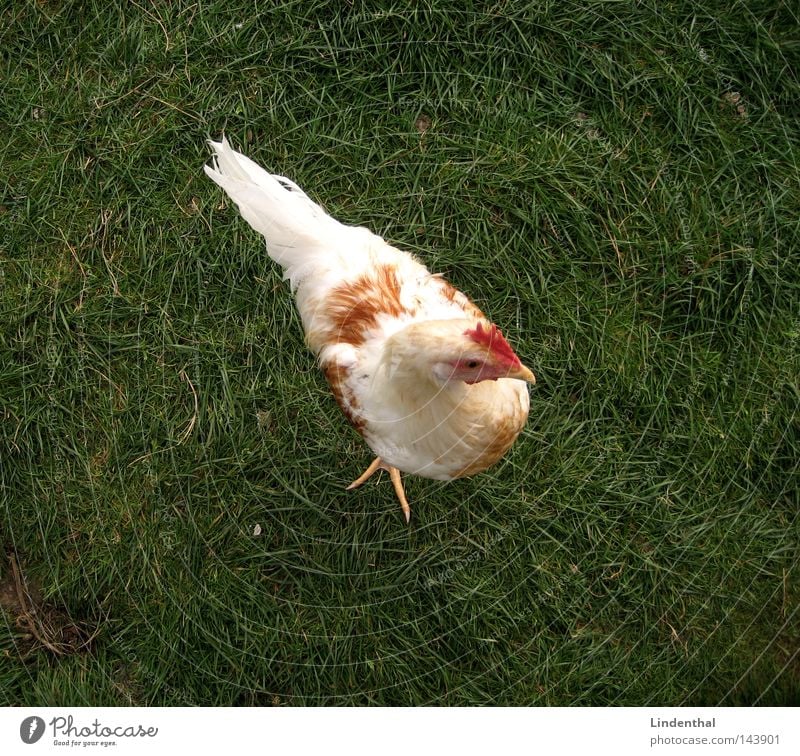 Hello again, Chick Grass Green Barn fowl Animal Claw Bird Egg