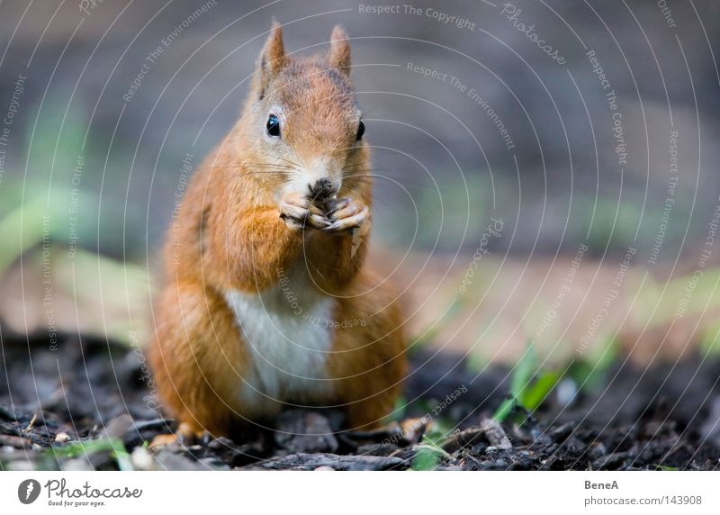 squirrel Squirrel Rodent Orange Brown Pelt Gnaw To feed Nutrition Feed Sit Looking Discover Animal Ground Shadow Nature Mammal Europe sciurus sciurini
