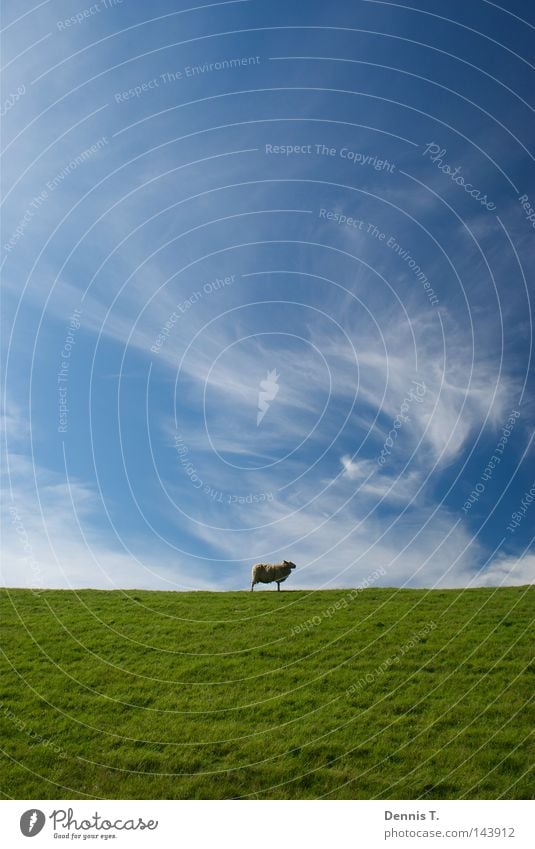 Määh #3 Nutrition Far-off places Summer Nature Animal Sky Clouds Grass Meadow Field North Sea Herd Soft Blue Gold Green White Longing Sheep Dike undefined