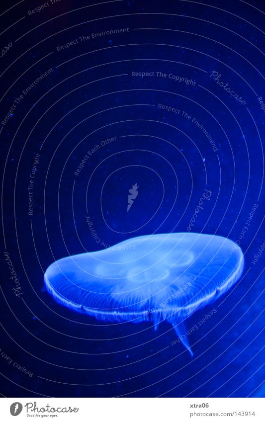 Transparent Jellyfish Blue Water Ocean Living thing Nettle animal Fish sea dweller
