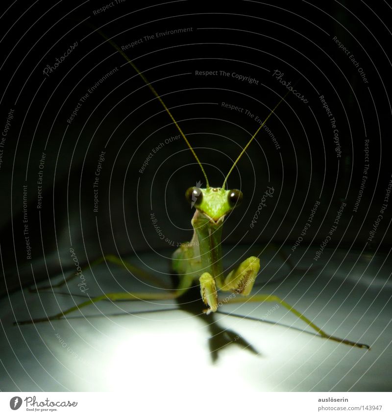 Let's go to prayer #1 Praying mantis Insect Prayer Deities Animal Green Feeler Captured Discover Amazed Fear