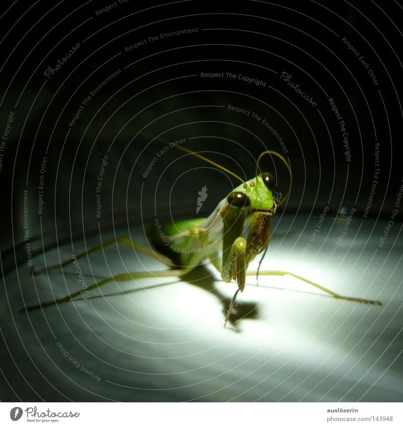 Let's go to prayer #2 Praying mantis Insect Prayer Animal Green Feeler Captured Discover Amazed Fear