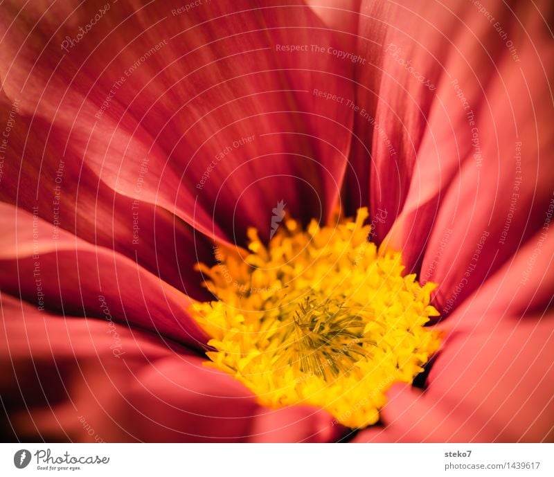 Cosmea Flower Blossom Cosmos Blossoming Soft Yellow Red Fragrance Delicate Blossom leave Macro (Extreme close-up) Copy Space top