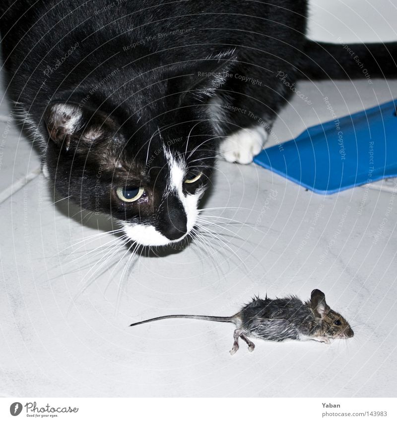 Tom & Jerry Tom Tom Cat Mouse Hunting Prey To feed Death The Grim Reaper Manslaughter Fate Nutrition Food Foraging End Fear Panic Transience Mammal get eaten