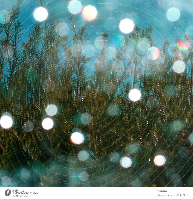 drops Drops of water Rain Light Glittering Reflection Plant Bushes Turquoise White Green Wet Summer Hose Inject Splash of water Water Detail Glass