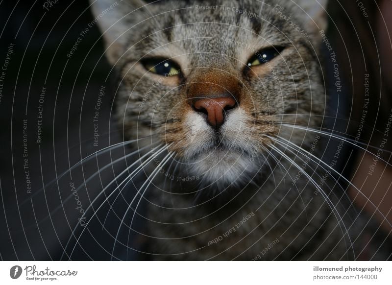 Hangover Findus Cat Domestic cat Hung-over Animal Pet Pelt Mammal Street cat Whisker Cat's head Animal portrait Animal face Looking into the camera Snout Nose