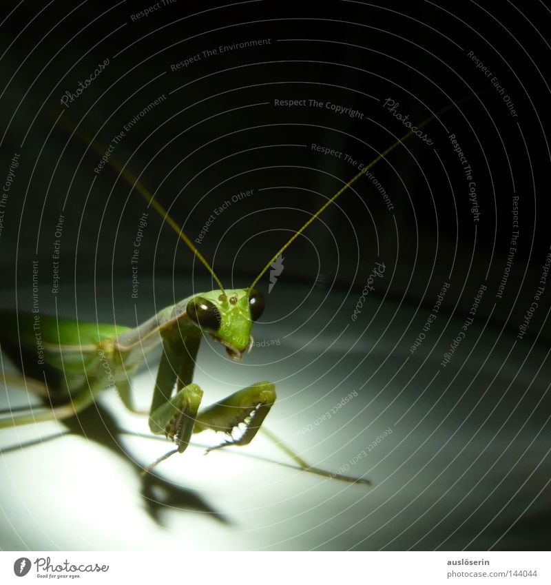 Let's go to prayer #3 Praying mantis Insect Animal Green Feeler Glass Captured Prayer