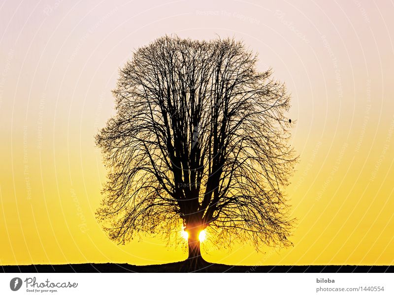 Big tree in the back light of a sunset with a lonely bird on a branch. Sky Sunset Back-light Silhouette Cloudless sky birds Horizon Autumn Winter Lime tree