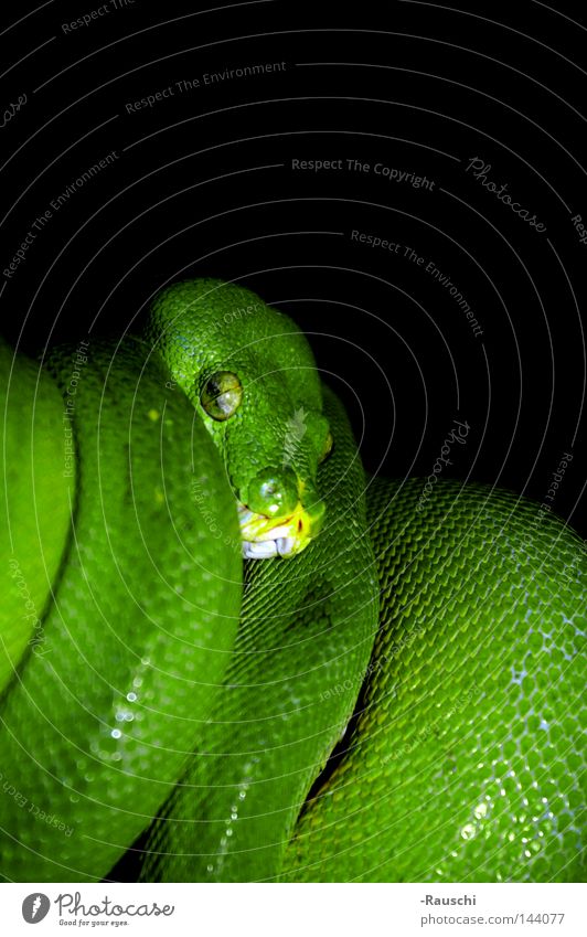 Green tree phyton Green Tree Python Snake Dangerous Zoo Threat on the lookout Animal Reptiles on trees