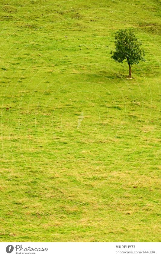 Tree in green Pasture Meadow Slope Loneliness Green Summer greenest