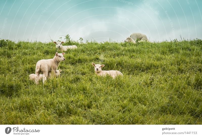 Waiting for Easter Feasts & Celebrations Environment Nature Landscape Sky Spring Beautiful weather Grass Meadow Field Animal Farm animal Sheep Lamb Flock