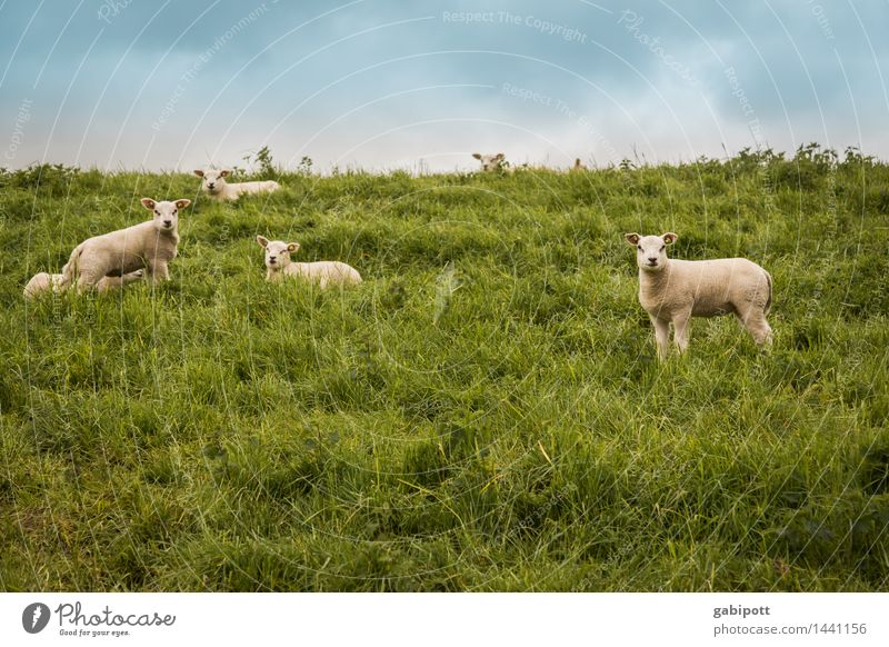 even more sheep to count Environment Nature Landscape Sky Summer Beautiful weather Meadow Hill Animal Pet Farm animal Sheep Lamb Flock Group of animals Herd