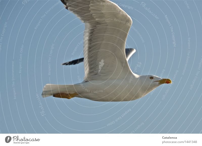 Curious gull, flying gull Harmonious Ocean Nature Animal Air Sky Wild animal Bird Grand piano Seagull 1 Flying Esthetic Free Maritime Gray Orange Black pretty