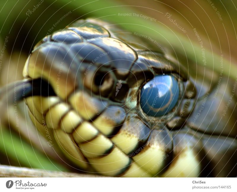 Your blue eyes...: Grass snake (Natrix natrix) Ring-snake Snake Looking Viper Flicker the tongue Eyes Animal Macro (Extreme close-up) Close-up bar ring snake