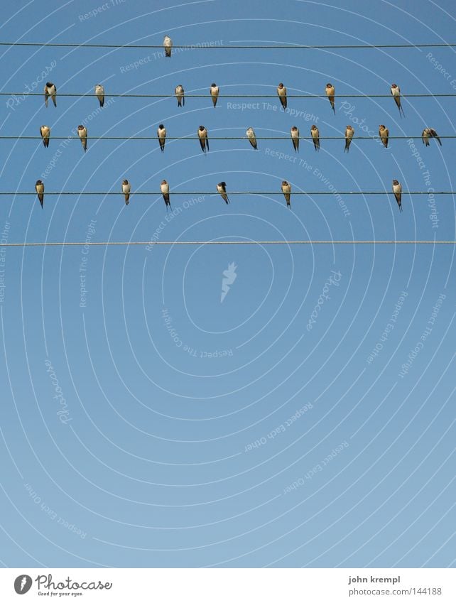 birds Bird Wire Sky Blue Musical notes Song Sing Whistle Line Geometry Nest Swallow Summer Greece stave
