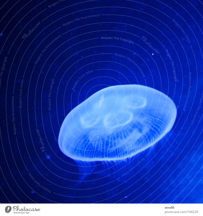Gentle Jellyfish Transparent Ocean Living thing Nettle animal Fish Blue Water sea dweller