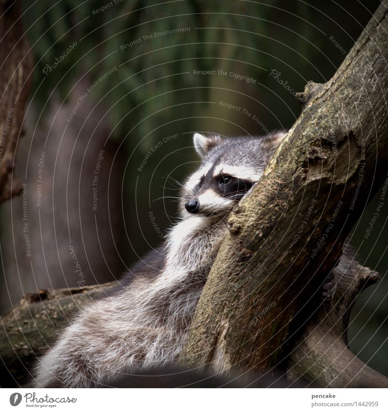 First lay down for an hour and then into bed! Tree Animal Wild animal 1 Authentic Fatigue Restful Raccoon Branch Lie Colour photo Exterior shot Animal portrait