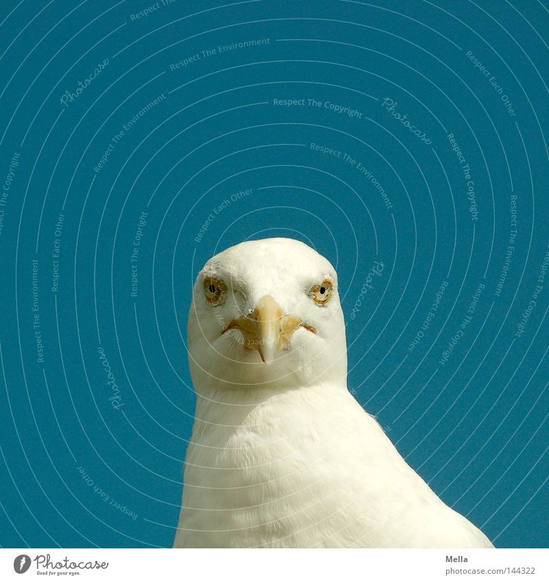 What guggstu? Animal Bird Animal face Seagull Silvery gull Beak Head Eyes 1 Looking Blue White Frontal Direct Middle Colour photo Exterior shot Day