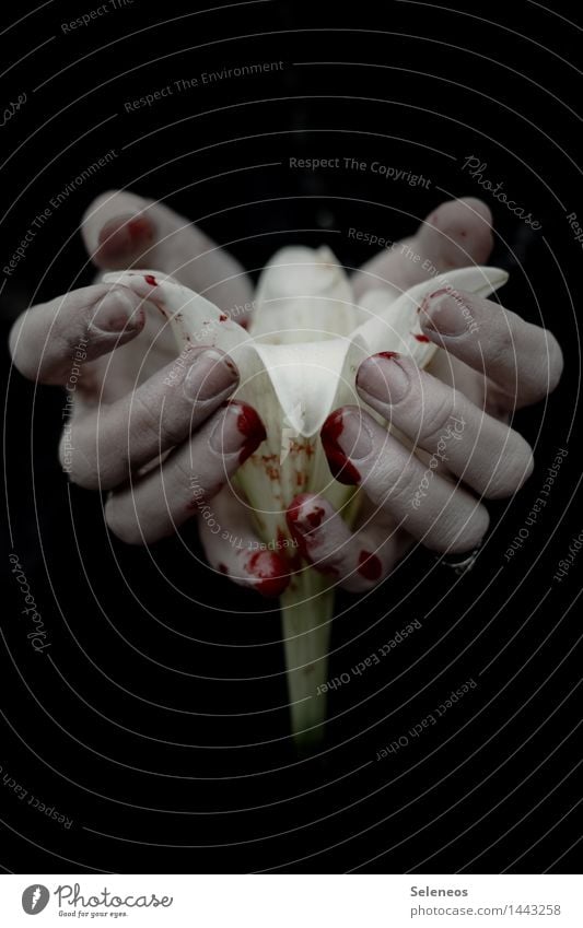 creepy period Hallowe'en Human being Hand Fingers 1 Plant Flower Blossom Lily Creepy Emotions Sadness Pain Blood Drop Thriller Detective novel Colour photo