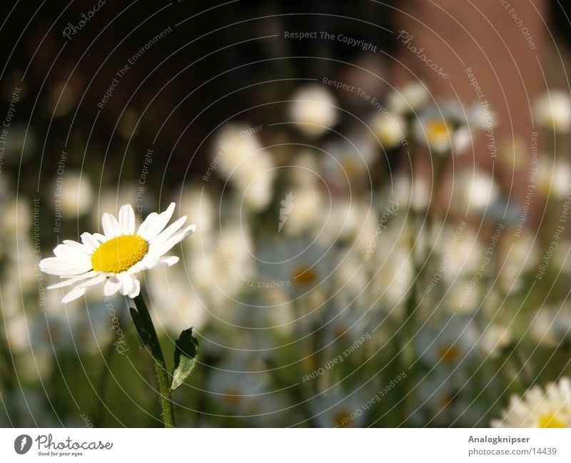 Flower cycle I Summer Blossom Yellow White Meadow Daisy