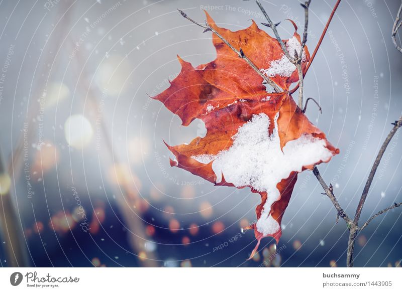 detachment Winter Nature Weather Leaf Cold Brown Yellow Gray Branch Seasons Orange Snow Snowflake flares Exterior shot Deserted Copy Space left Day Light Blur