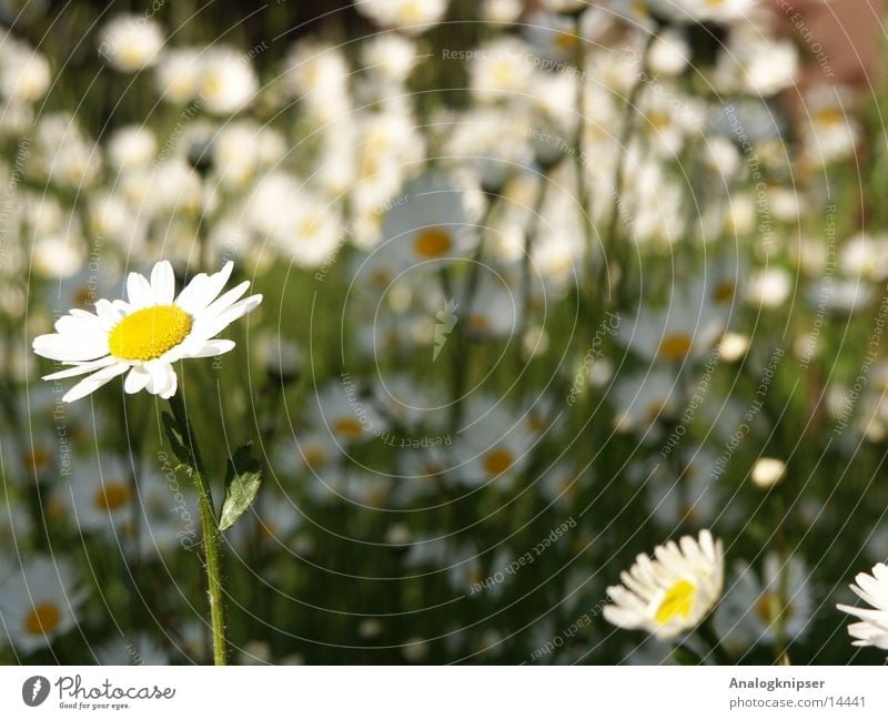 Flower cycle II Summer Daisy Blossom Yellow White Meadow Sun depth blur