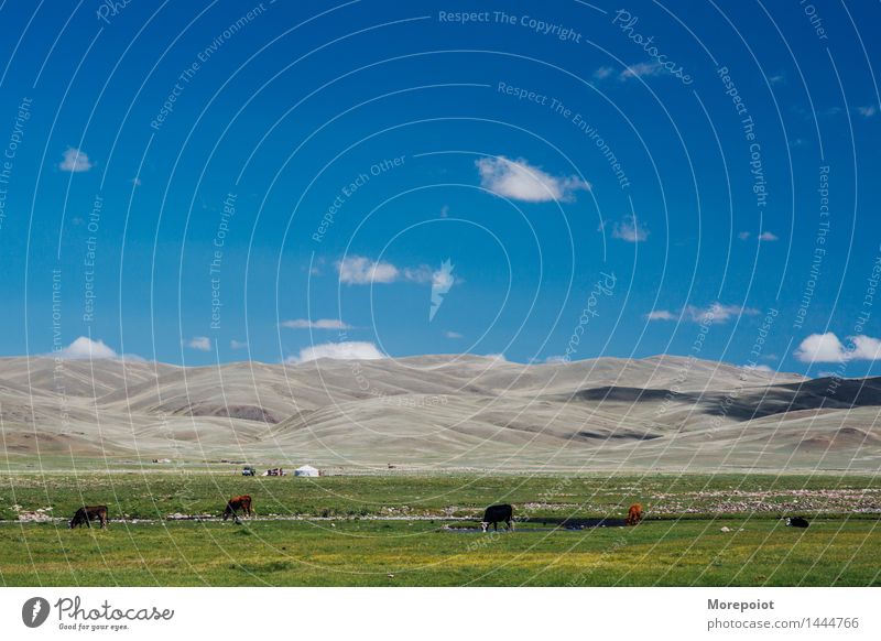 Cows graze in the field in front of the hills cows Field Hill hillside Hilly landscape Yurt nomad altay Landscape Nature Green Grass Summer countryside farm