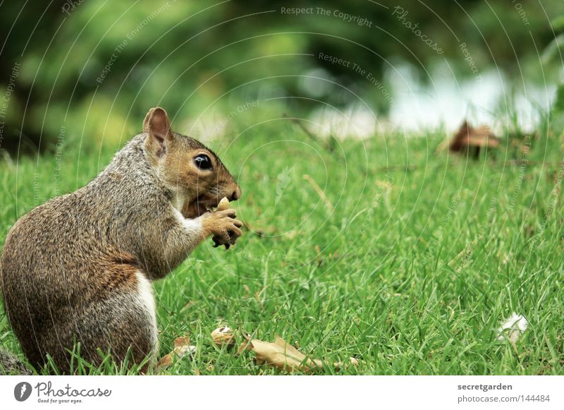 tailless Squirrel Park Animal To hold on Possessions Watchfulness Upper body Gray Feeding Tight-fisted Avaricious Speed Green Background picture Desire Cute