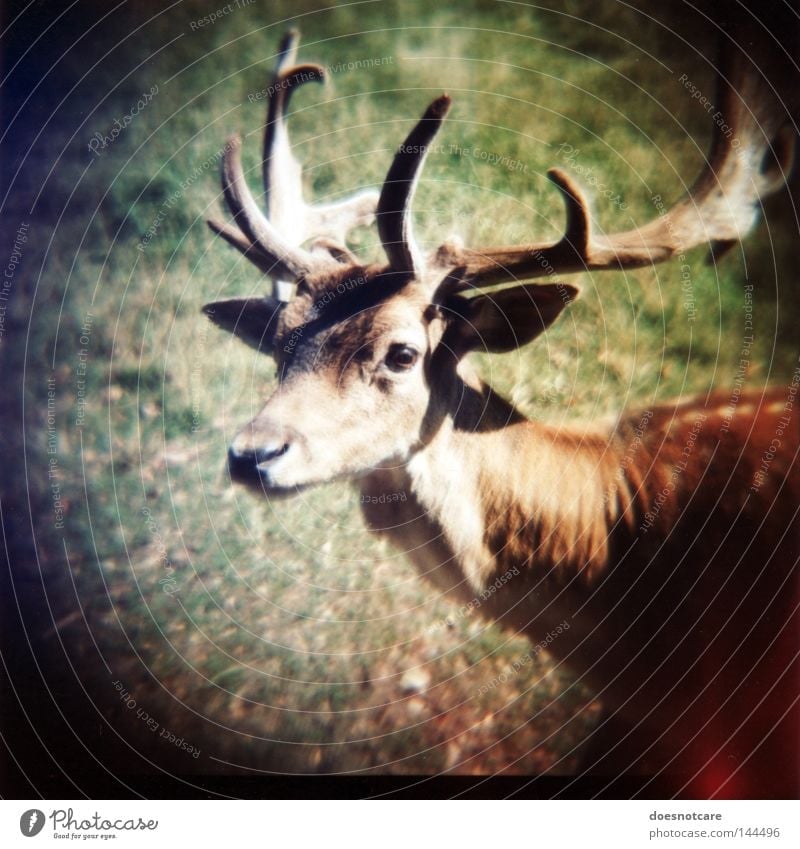 hunter. (on what it means to live in fear.) Nature Animal Wild animal Deer Roe deer Fallow deer 1 Looking Cute dama dama Antlers Timidity Diana Lomography