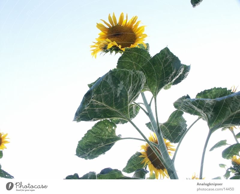 Flower cycle III Sunflower Blossom Summer Yellow Green Worm's-eye view Sky Blue