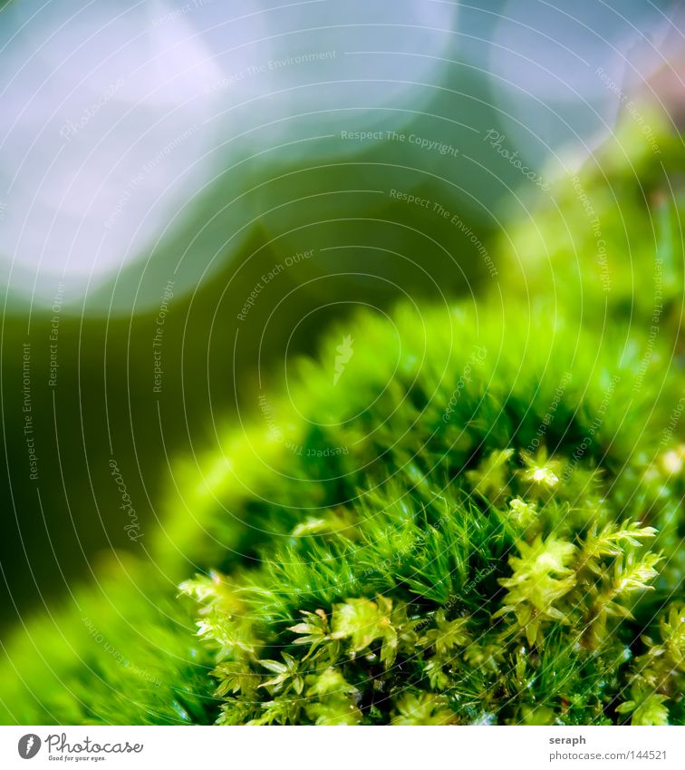 Moss-World Plant Green Delicate Pattern Background picture Encalypta Leaf Ground cover plant Spore Environment Environmental protection Symbiosis Soft Blur Dark