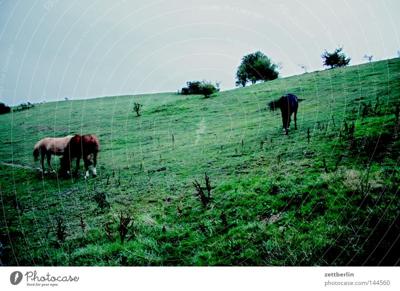 Horses in the evening Pasture Willow-tree Meadow To feed Nutrition Herd Agriculture Livestock breeding Cattle breeding Horse breeding Tree Bushes Evening