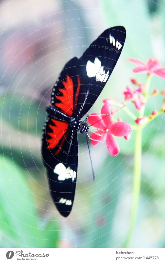stuck on Nature Plant Animal Spring Summer Beautiful weather Flower Leaf Blossom Garden Park Meadow Wild animal Butterfly Animal face Wing 1 Observe Blossoming
